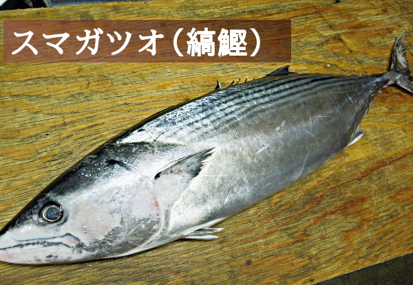 「すま」という名の魚