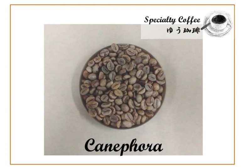 カネフォラ種コーヒー豆